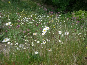 Wildflowers in Beaumont Quarry