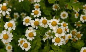 Feverfew