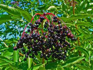 Elderberries (Sambucus nigra)